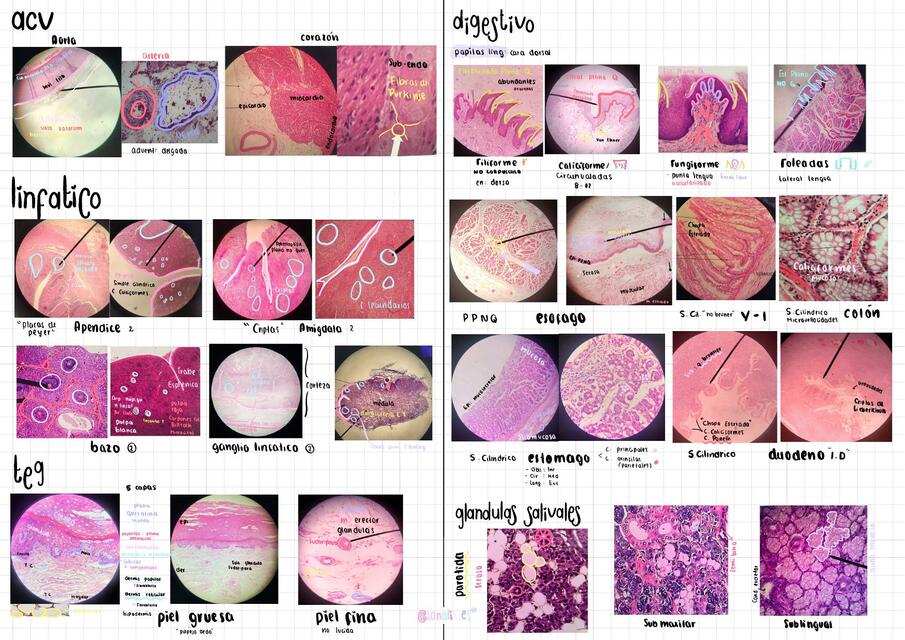 Láminas de Histología