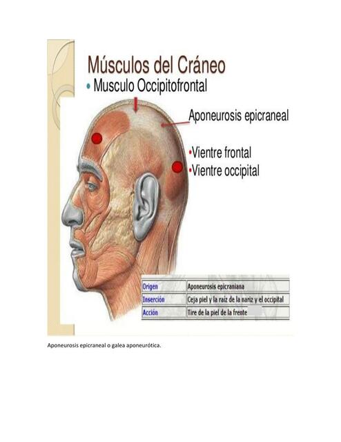 Resumen  Músculos  