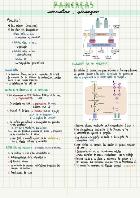 Páncreas, insulina, glucagón   