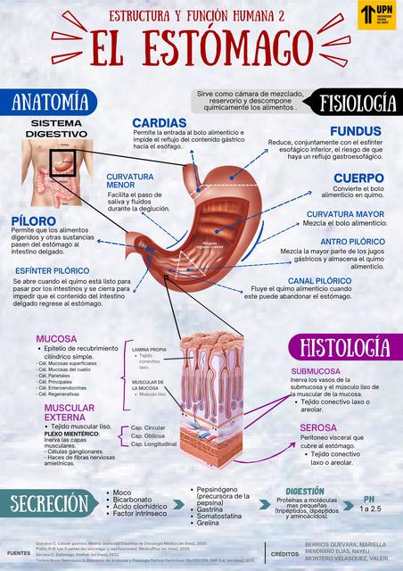 Estómago: anatomía, fisiología, histología y secreción 