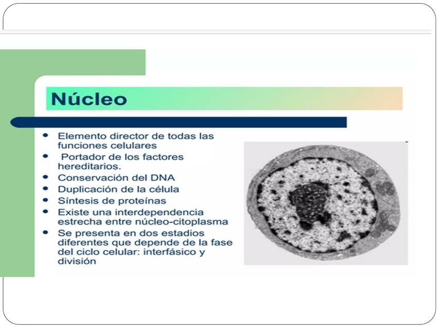 Mitosis y Meiosis