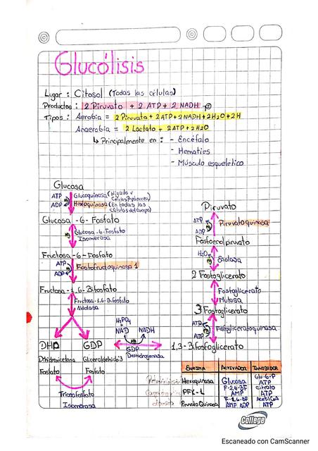 Glucolisis 