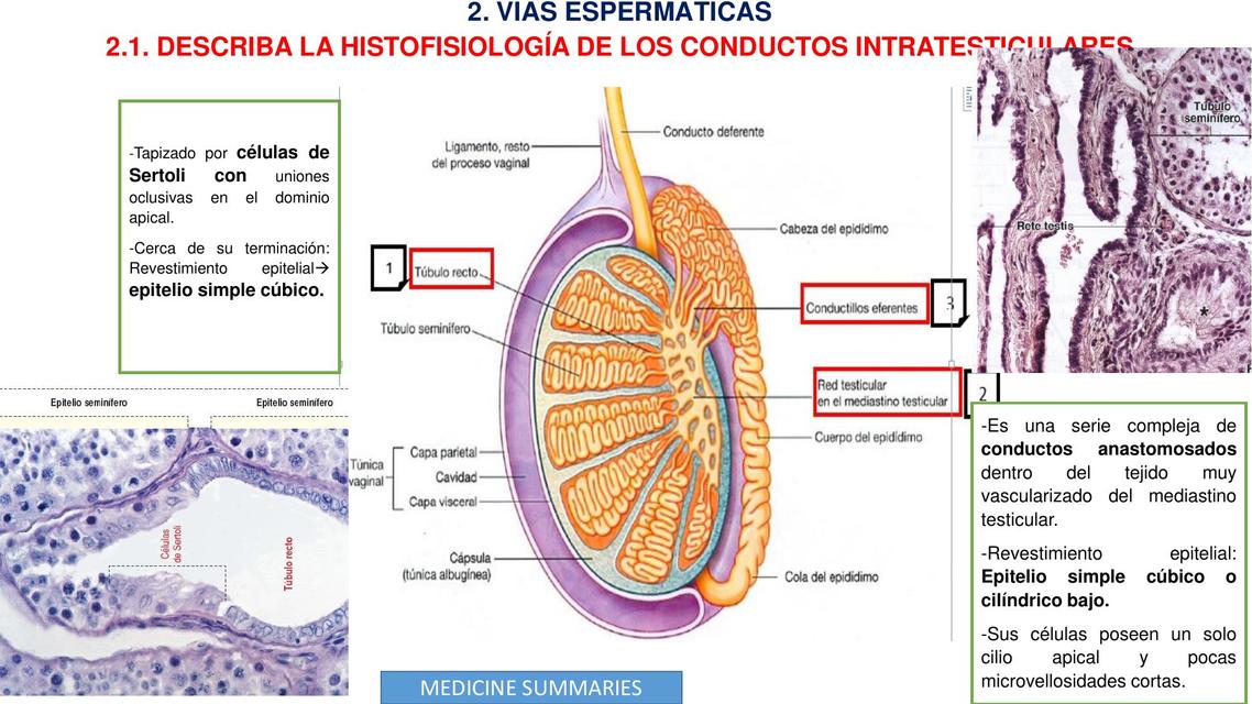 HISTOLOGÍA DE VÍAS ESPERMÁTICAS