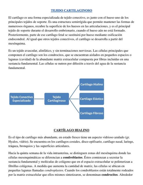 Tejido cartilaginoso Julieta uDocz