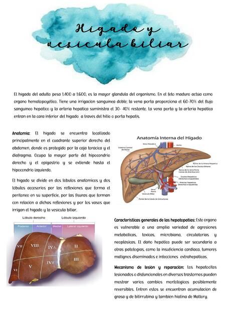 Higado y vias biliares