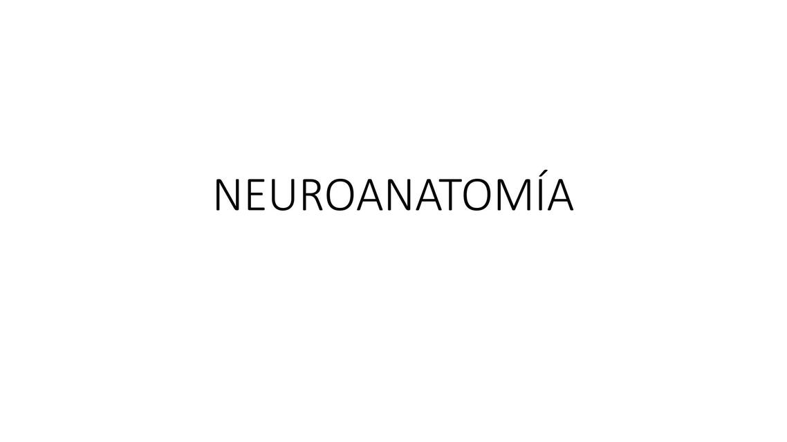 Neuroanatomía