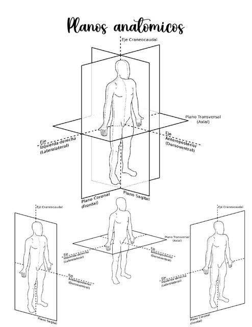 Planos anatómicos