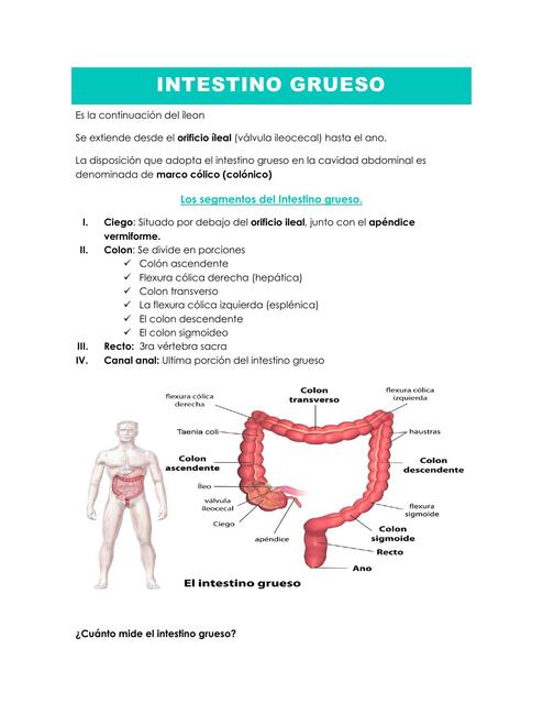 Intestino grueso 