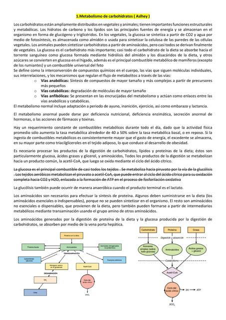 Metabolismo de Carbohidratos 