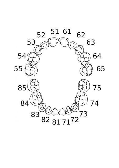 Nomenclatura dientes