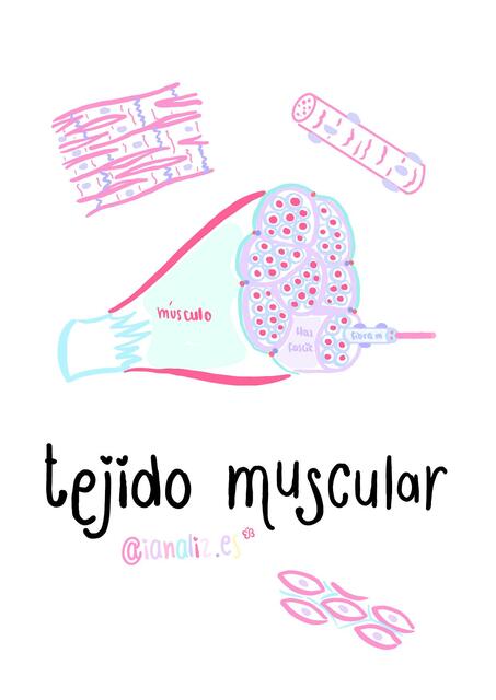 Tejido Muscular