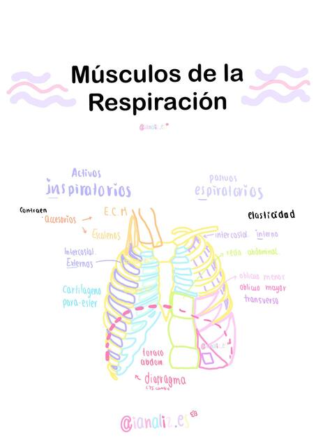 Músculos de la Respiración