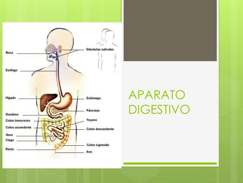 Aparato digestivo