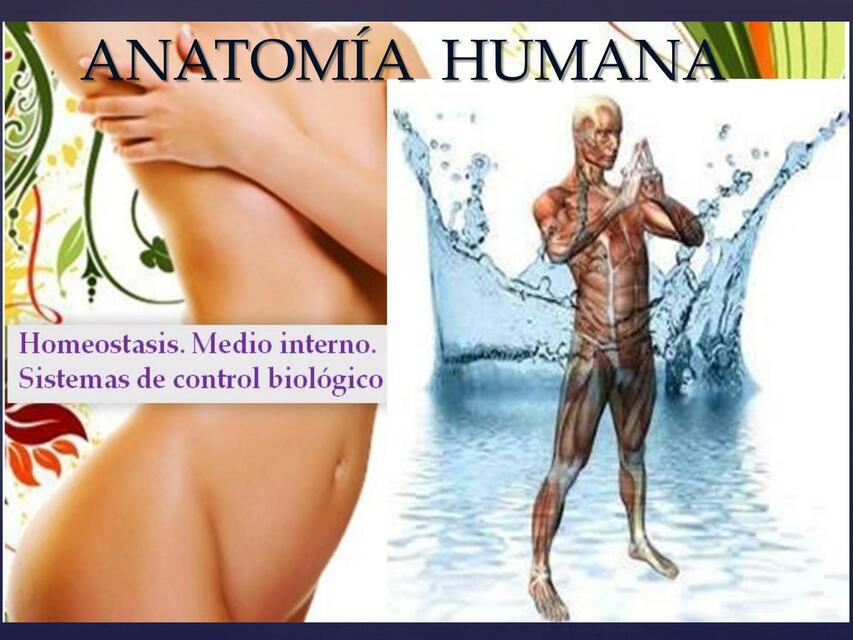 Medio interno anatomía