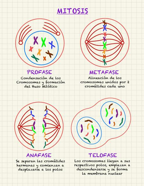 Mitosis