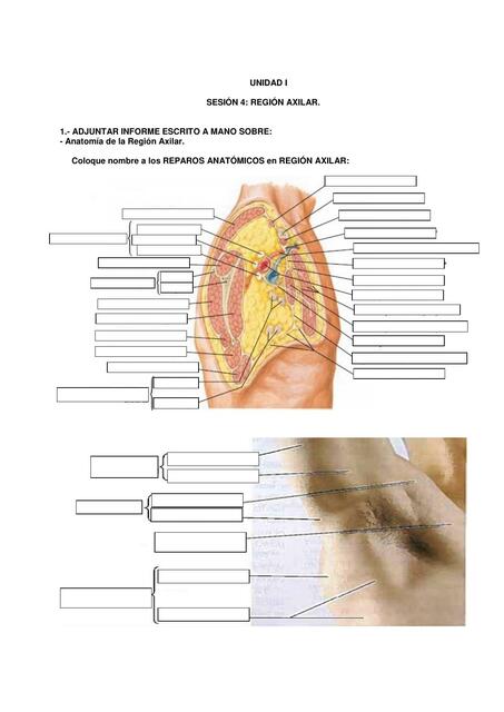 Región Axilar 