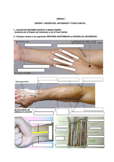 Sesión 7: Región del antebrazo y fosa cubital 