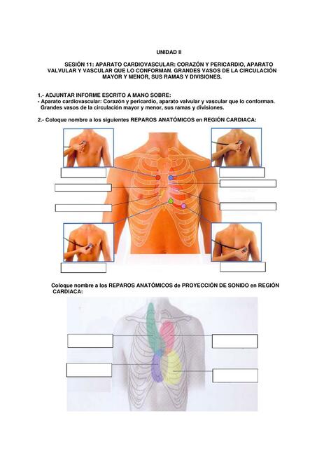 Aparato Cardiovascular 