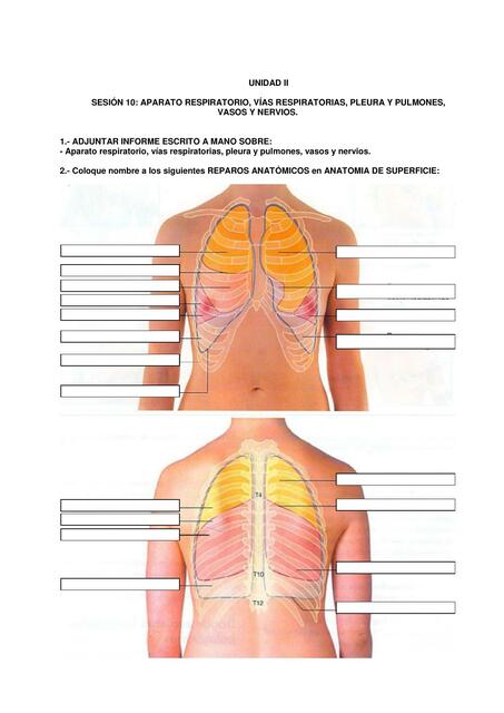 Aparato Respiratorio, Vías Respiratorias, Pleura y Pulmones, Vasos y Nervios 