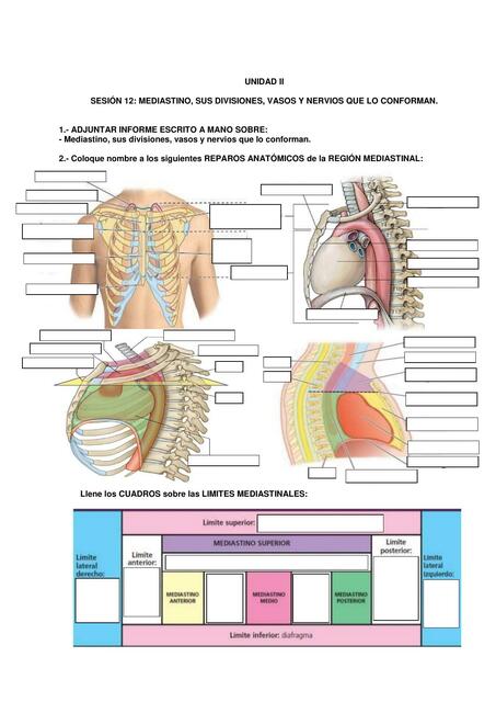 Mediastino, sus Divisiones, Vasos y Nervios que lo Conforman 