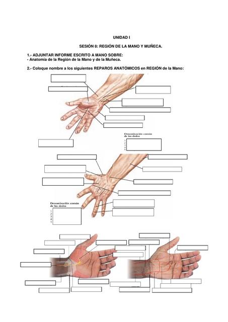 Región de la mano y muñeca   