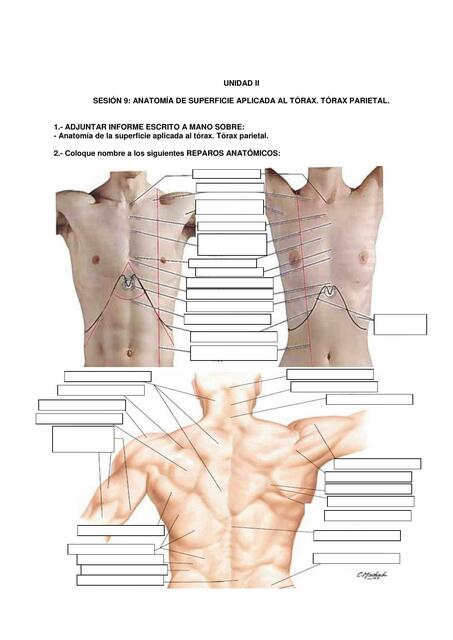 Anatomía de Superficie Aplicada al Tórax Parietal 