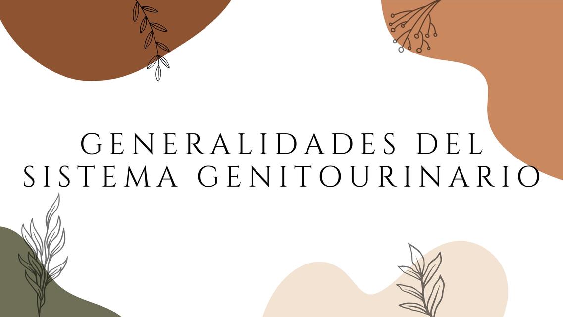 Generalidades del sistema genitourinario 