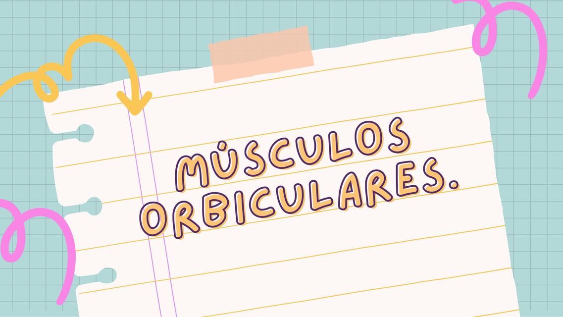 Músculos orbiculares 