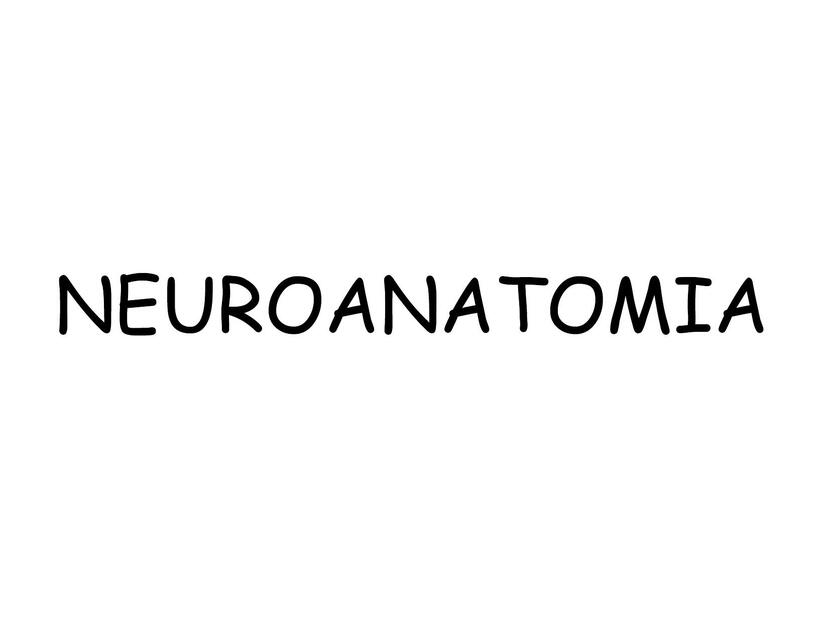 Neuroanatomía