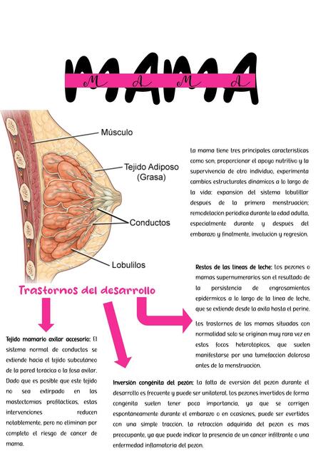 Patología Mama