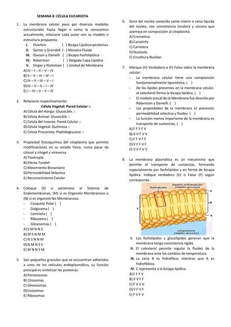 Semana 8: Celula eucariota 