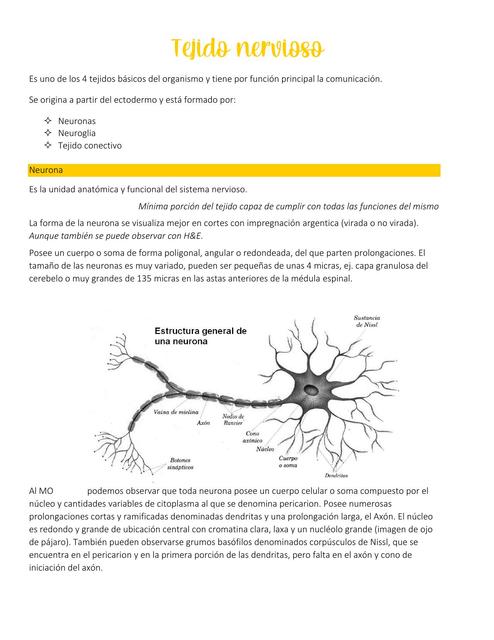 Tejido nervioso 