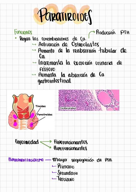 Paratiroides 