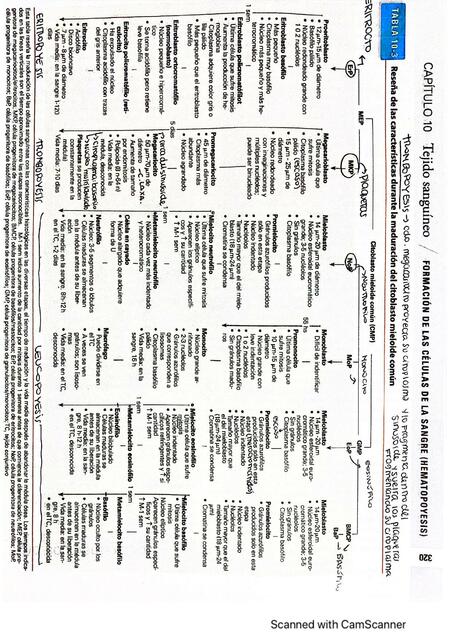 Formación de las Células de la Sangre 