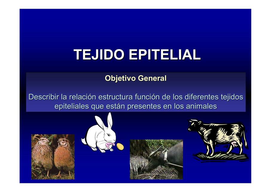 Tejido Epitelial 