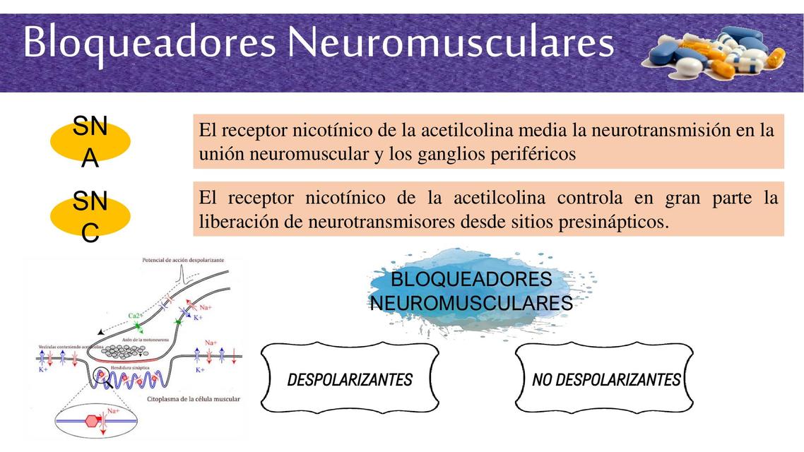 Bloqueadores Neuromusculares