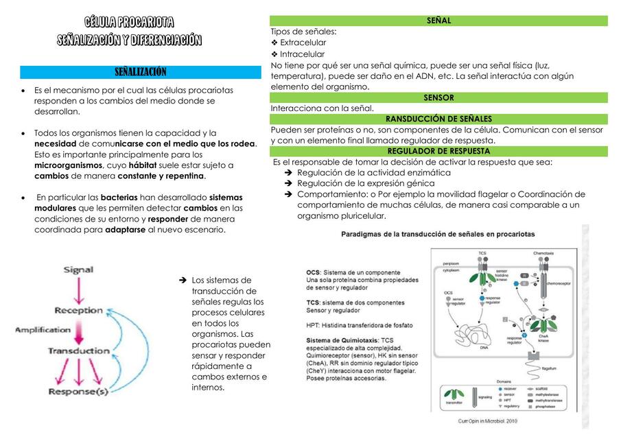 Señalización-Bacterias