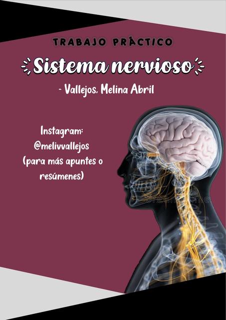 sistema nervioso parasimpático descansar y digerir