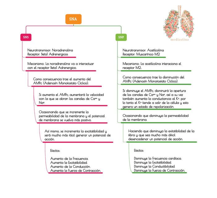 Anexo Cardio - Sistema Nervioso Autónomo 