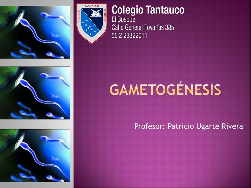 Gametogénesis 