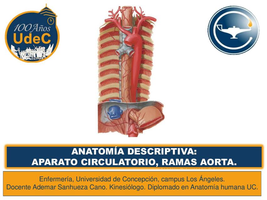 Ramas de la aorta