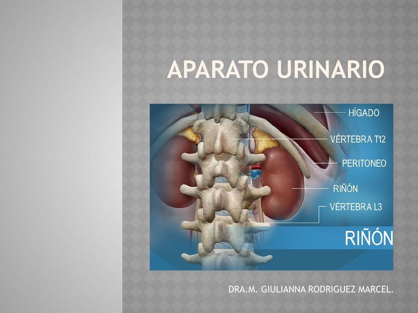 Aparato urinario 