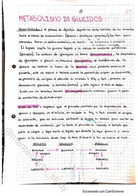 Metabolismo de glúcidos  