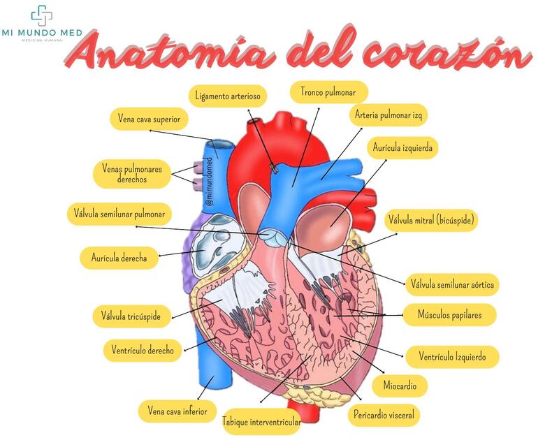 Anatomia del corazon | nicole arevalo | uDocz