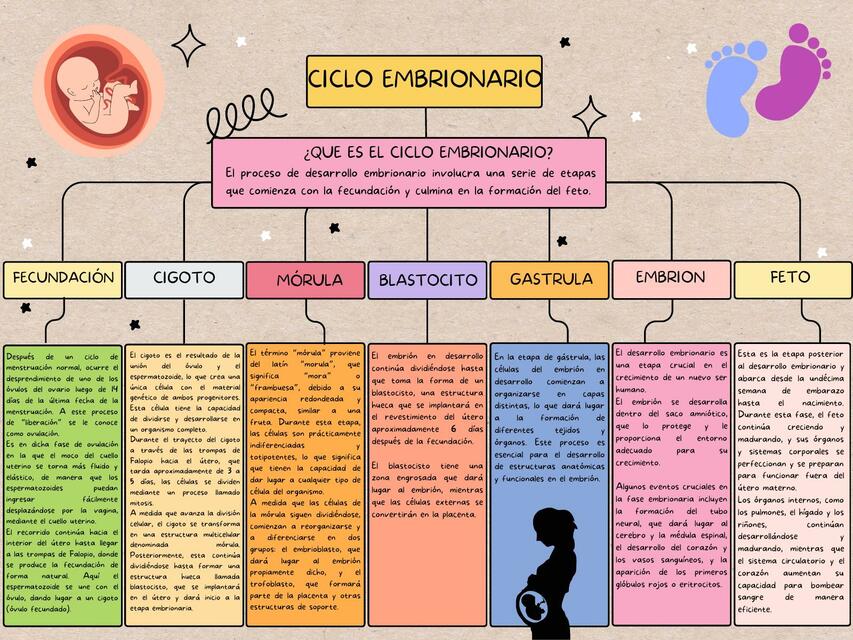 Ciclo Embrionario 