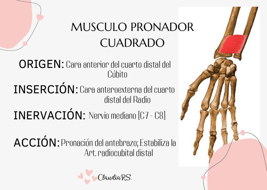 Musculo Pronador Cuadrado 