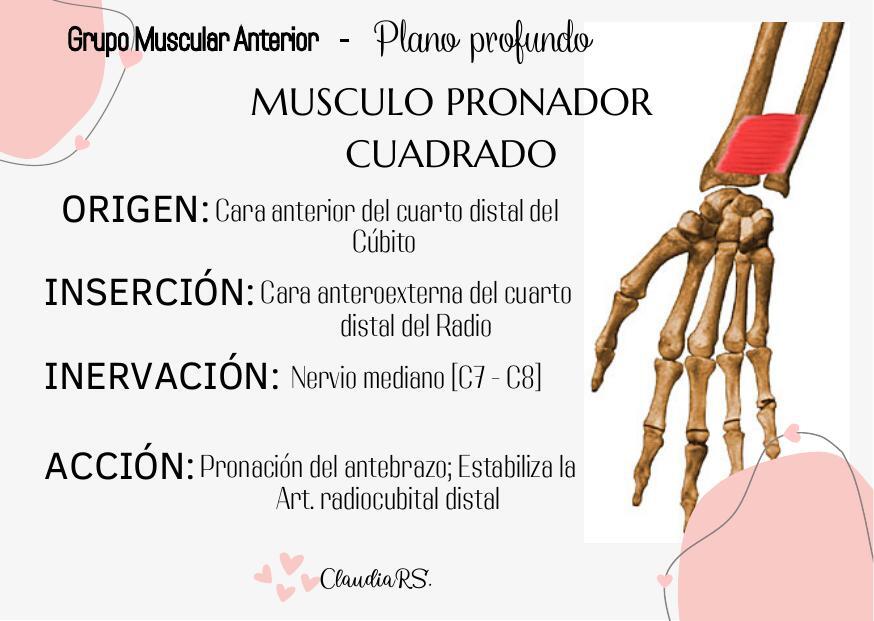 Musculó pronador cuadrado   