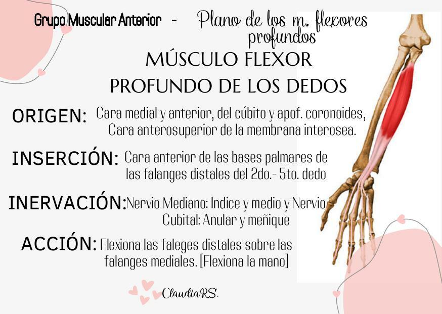 Musculo Flexor profundo de los dedos