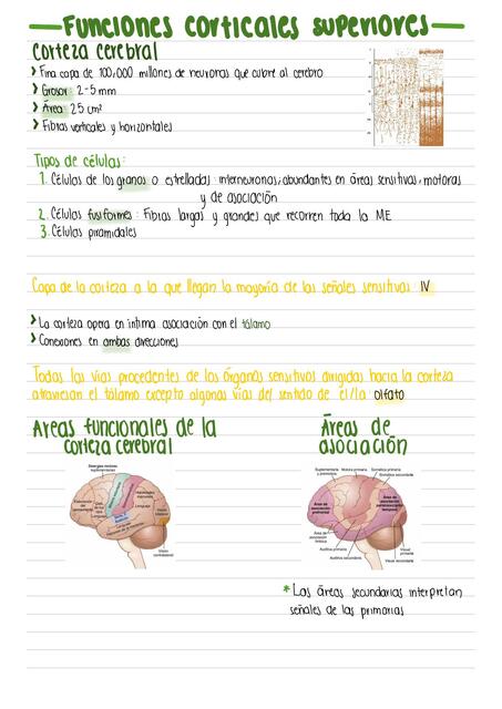 Funciones corticales superiores 