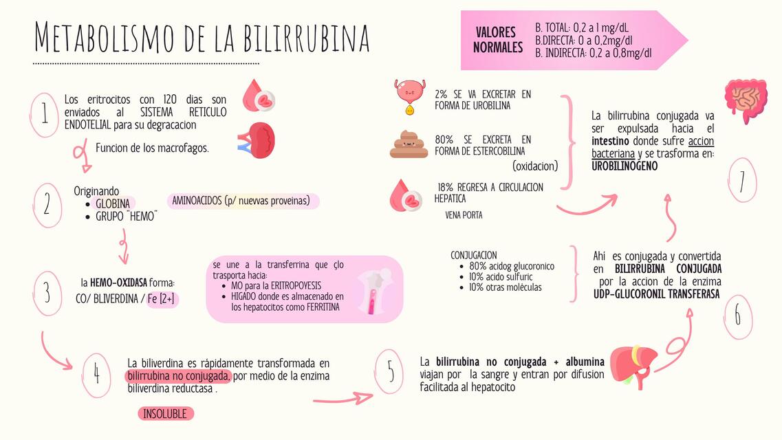 Metabolismo de la bilirrubina y tipos de ictericia